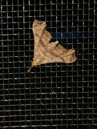 Faint-spotted Palthis Moth