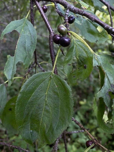 common buckthorn