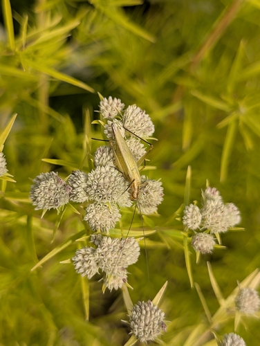 Black-horned Tree Cricket