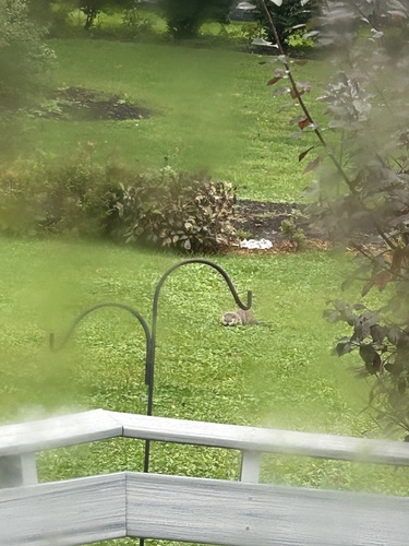Groundhog