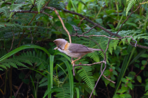 Whiskered Yuhina