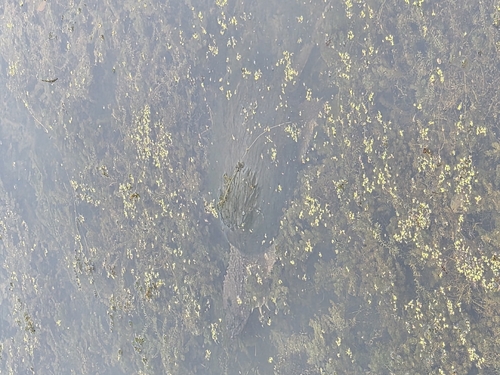 Common Snapping Turtle