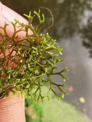 Floating Crystalwort