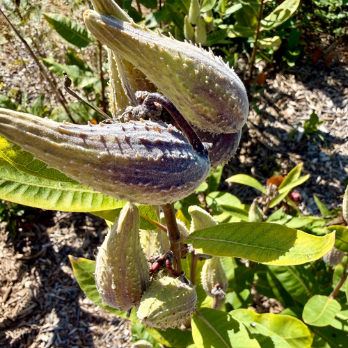 common milkweed