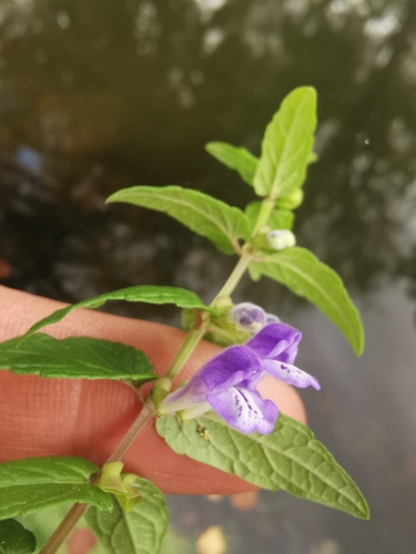 Marsh Skullcap