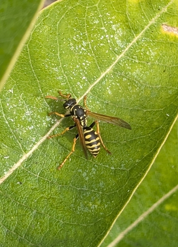 European Paper Wasp