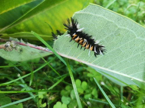 Milkweed Tussock Moth