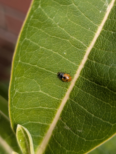 Variegated Lady Beetle