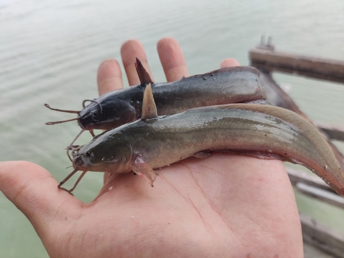 Eel Catfish