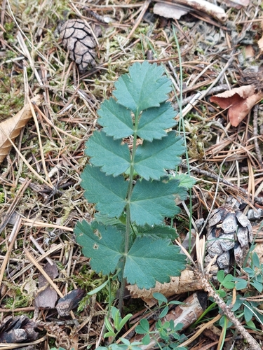 Burnet-saxifrage