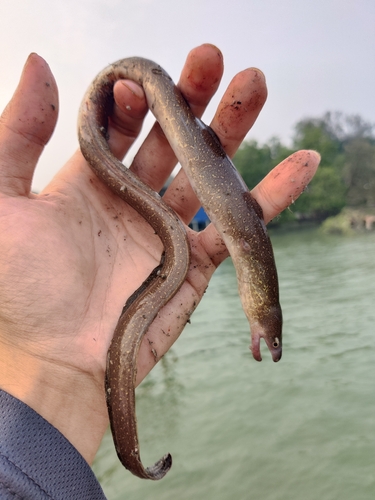 Indian Mud Moray