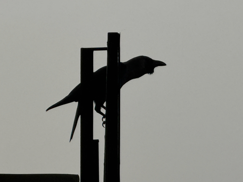 House Crow