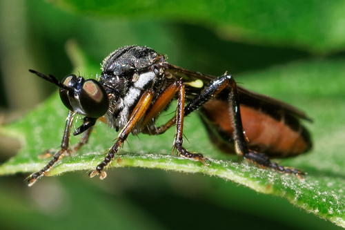 Dioctria hyalipennis nuotrauka