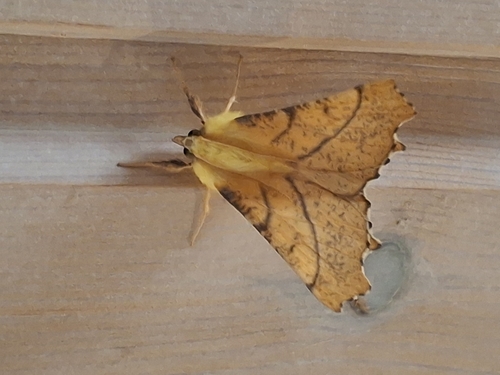 Canary-shouldered Thorn