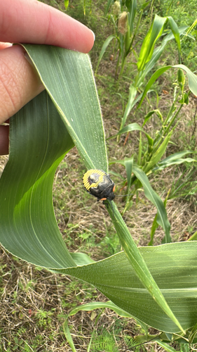 Green Stink Bug