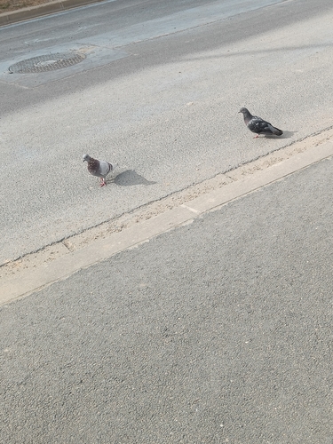 Feral Pigeon