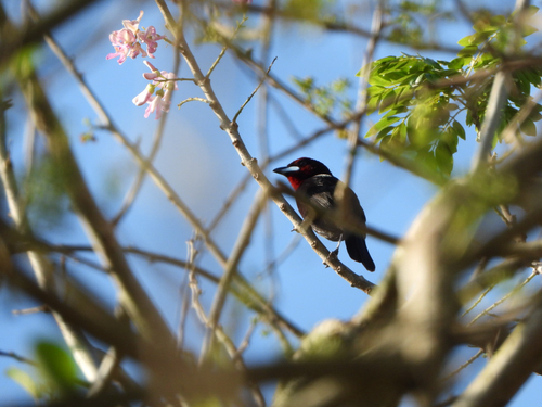 Silver-beaked Tanager