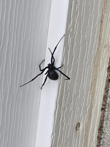 Western Black Widow