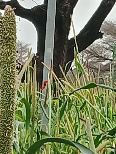 Northern Red Bishop
