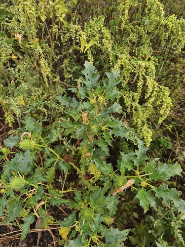 jimsonweed