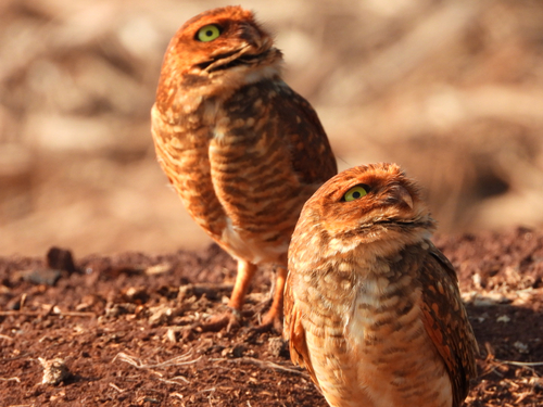 Burrowing Owl