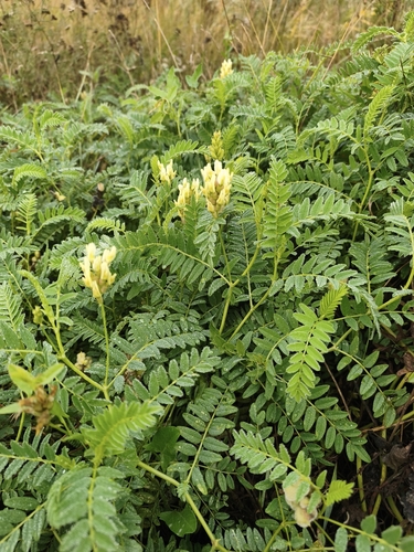 Chickpea Milkvetch