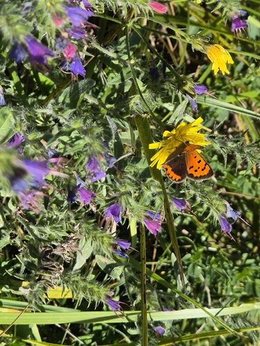 Small Copper