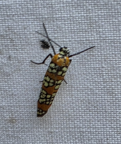 Ailanthus Webworm Moth