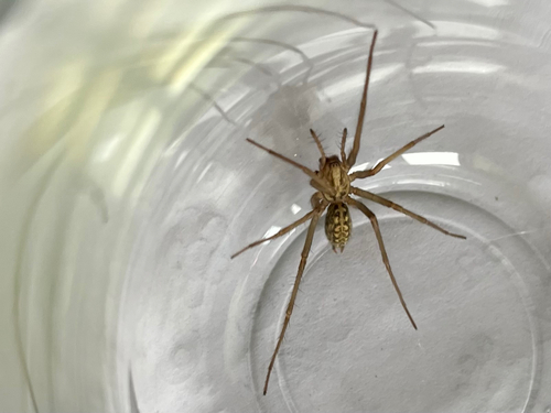 Giant House Spider Complex