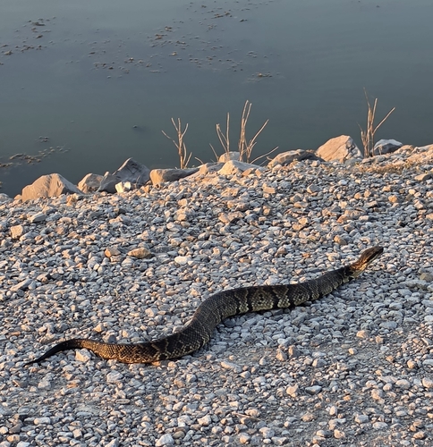 Northern Cottonmouth