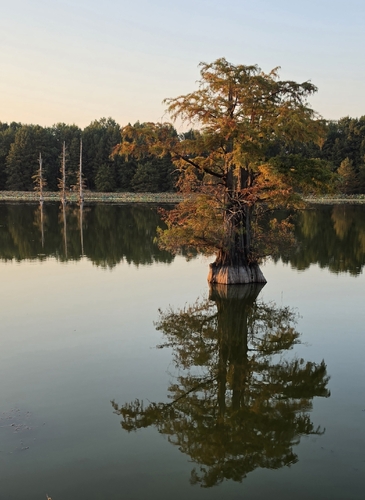 baldcypress