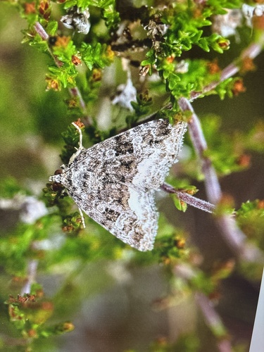 Marbled White-spot