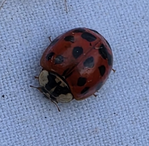 Asian Lady Beetle