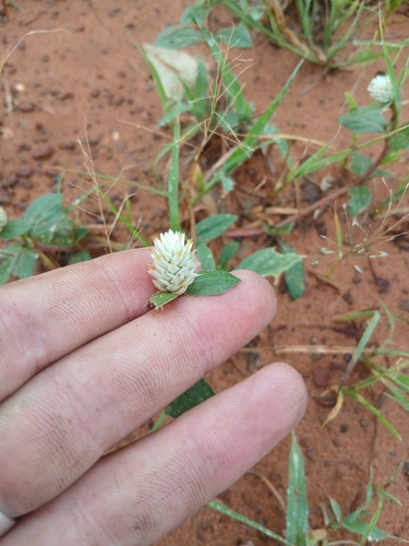 prostrate globe-amaranth