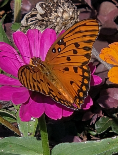 Gulf Fritillary