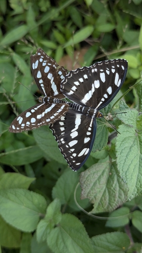 Common Sergeant