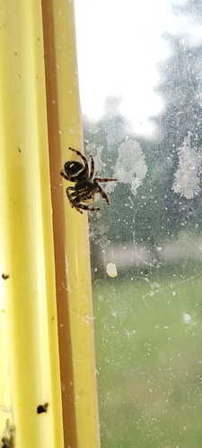 Bold Jumping Spider