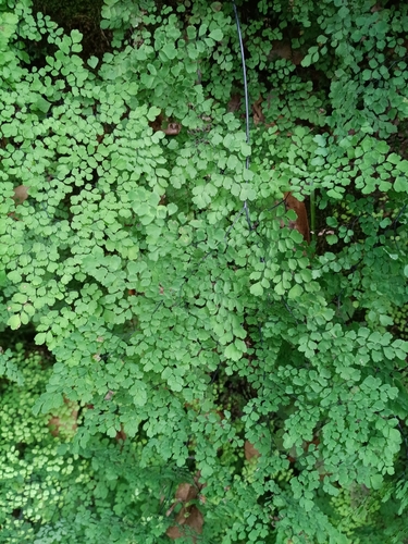 Delta Maidenhair Fern