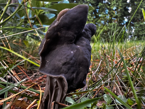 Elfin Saddle