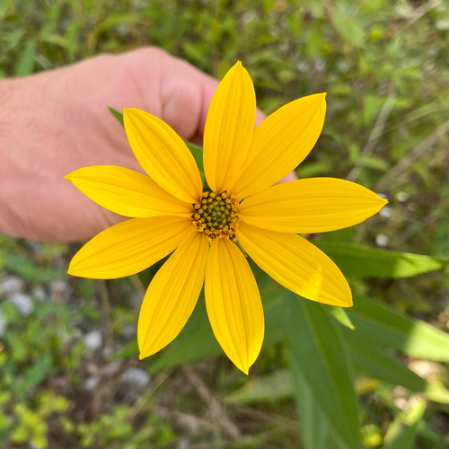 Jerusalem artichoke