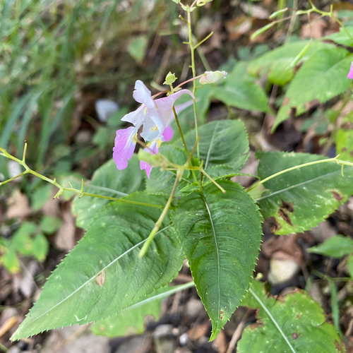 Kashmir Balsam