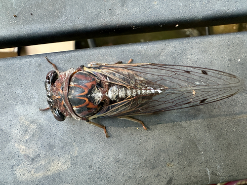 Fall Southeastern Dusk-singing Cicada