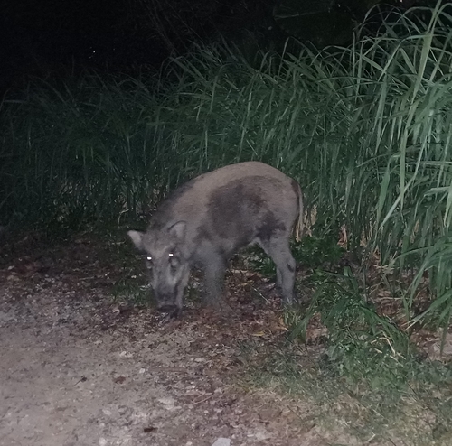 South China Boar
