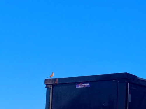 Chalk-browed Mockingbird