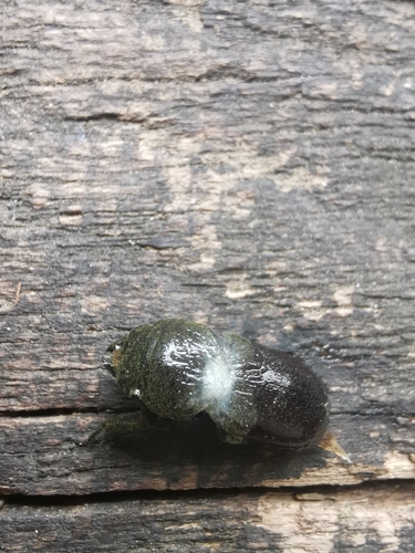 Lesser Stag Beetle