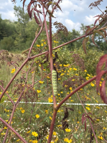 Black Swallowtail