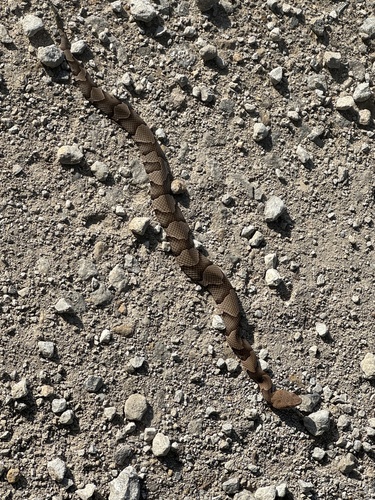 Eastern Copperhead