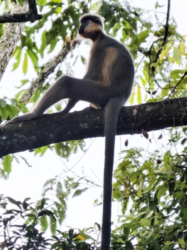 Capped Lutung