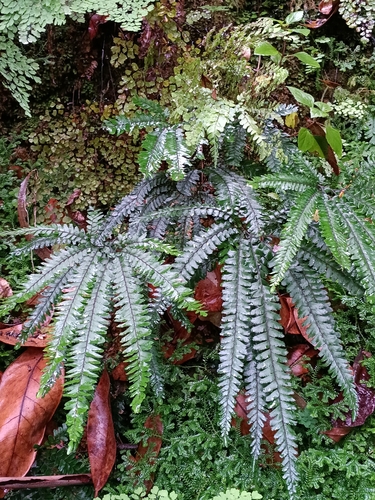 Rough Maidenhair Fern