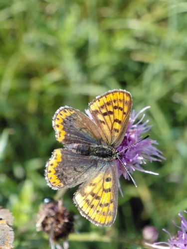 Sooty Copper